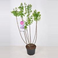 Sering (syringa vulgaris "Lavender Lady") - 70-90 cm - 1 stuks - thumbnail