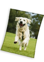 Sweet Home fleeceplaid hond groen 150x200cm