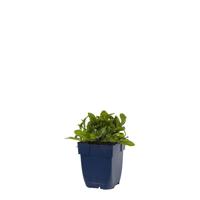 Prunella grand. Bella Deep Rose vaste plant Griffioen - Griffioen