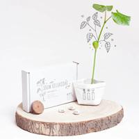 'Wensplantje 'Jouw geluksdag'' kopen? | FOR YOU GIFTS