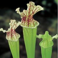 Witte trompetbekerplant (Sarracenia leucophylla) moerasplant (6-stuks) - thumbnail