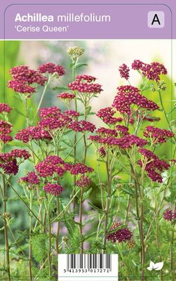 Vips Achillea millefolium Cerise Queen - Duizendblad
