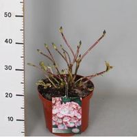 Hydrangea Macrophylla "Hovaria Ripple" boerenhortensia - thumbnail