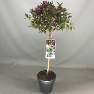 Weigela Florida struik Minor Black op stam - 3 stuks