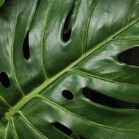 Monstera Kunst Bladtak 60cm groen