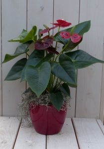 Flamingoplant Anthurium rood in rode pot 40 cm - Warentuin Natuurlijk