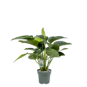 MDK Philodendron Green Beauty P27