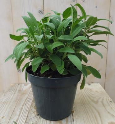 Salie Kruiden Salvia Warentuin Natuurlijk - Warentuin natuurlijk