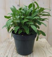 Salie Kruiden Salvia Warentuin Natuurlijk - Warentuin natuurlijk