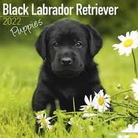 Kalender 2025 Labrador Puppies (zwart)