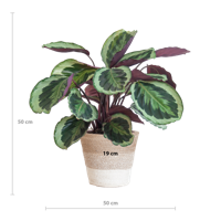 Calathea Medaillon met Lissabon mand wit - 65cm - Ø19