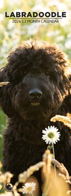 Labradoodle Slimline Kalender 2026