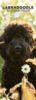 Labradoodle Slimline Kalender 2026