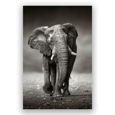 Glasschilderij - Zwart-Wit Olifant - 80 x 120 cm Glasschilderij - Zwart-Wit Olifant - 80 x 120 cm
