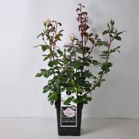 Grootbloemige roos (rosa "A Whiter Shade of Pale"®) - C5 - 1 stuks