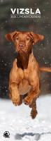 Vizsla Slimline Kalender 2026