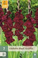 Gladiool black suprise