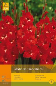 10 Gladiolus Traderhorn - Jub