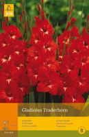 10 Gladiolus Traderhorn - Jub