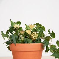 Plant Accessoire - Bloemenboeket