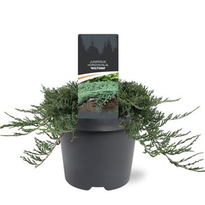 Juniperus hor. Wiltonii 30-40 cm Conifeer - Warentuin natuurlijk