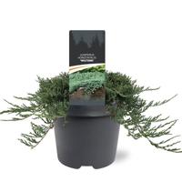 Juniperus hor. Wiltonii 30-40 cm Conifeer - Warentuin natuurlijk