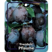 Prunus Domestica President - Oosterik home