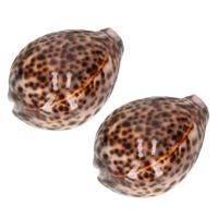 Decoratie tijgermossel schelp - 2x stuks - 8 cm - namaak - decoratie schelpen