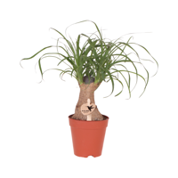 Kolibri Greens | Groene plant - Beaucarnea ⌀9 cm - groene kamerplant - vers van de kweker Kolibri Greens | Groene plant - Beaucarnea ⌀9 cm - groene kamerplant - vers van de kweker