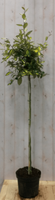 Elaeagnus Olijfwilg geelbont blad op stam 80 cm dia 40 cm - Warentuin Natuurlijk