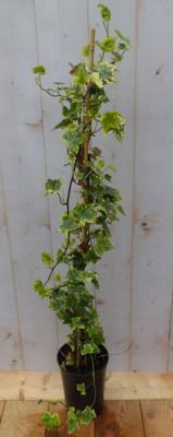 Hedera klimop groenblijvend geelbont beel - Warentuin natuurlijk