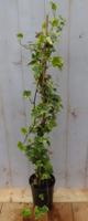 Hedera klimop groenblijvend geelbont beel - Warentuin natuurlijk