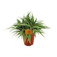 Chlorophytum Ocean - Ø15cm - ↕25cm Chlorophytum Ocean - Ø15cm - ↕25cm