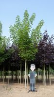 Noorse esdoorn volgroeid Acer pl. Emmerald Queen h 625 cm st. omtrek 22,5 cm - Warentuin Natuurlijk