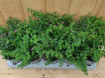 Luciferplant Cuphea 10 potjes per tray kleur mix - Warentuin natuurlijk