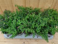 Luciferplant Cuphea 10 potjes per tray kleur mix - Warentuin natuurlijk Luciferplant Cuphea 10 potjes per tray kleur mix - Warentuin natuurlijk