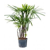 Rhapis Bamboepalm Excelsa M hydrocultuur plant - thumbnail