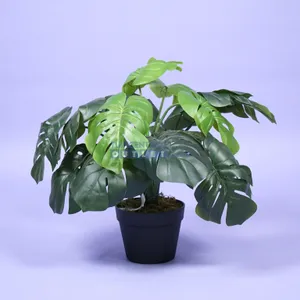 Monstera - 60 cm