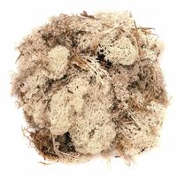 Decoratie mos naturel 50 gram   -