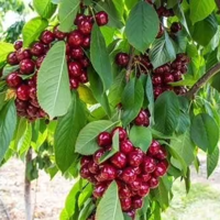Leikersenboom