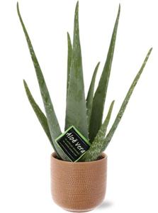 Aloe Vera - Ø12cm - ↕40cm + Aresso Pot D13x12,5cm - Bruin