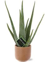 Aloe Vera - Ø12cm - ↕40cm + Aresso Pot D13x12,5cm - Bruin