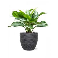 Plant in Pot Aglaonema Silver Bay 55 cm kamerplant in Baq Angle Anthracite 24 cm bloempot - thumbnail