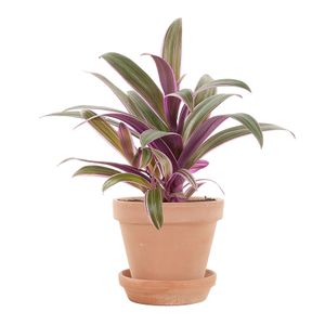 Tradescantia Purple Flame incl. nude pot