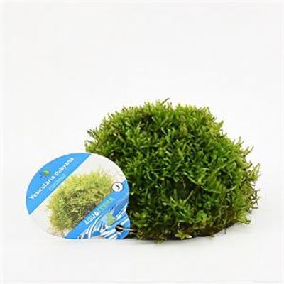 Vesicularia dubyana - op kokosnoot - aquarium plant