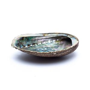 Groene Abalone Smudge Schelp Haliotis Fulgens (12 - 16 cm)