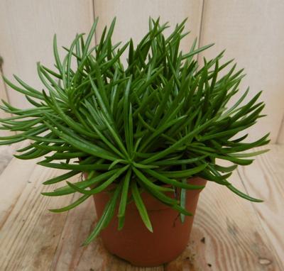 2 stuks! Senecio archeri himalaya - Warentuin natuurlijk