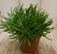 2 stuks! Senecio archeri himalaya - Warentuin natuurlijk