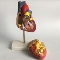 1: 1 menselijk hart anatomische Model medische cardiologie hart anatomie onderwijs Model met markering