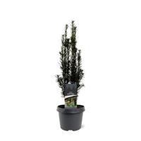 Taxus baccata Black Tower 40-50 cm Conifeer - Warentuin natuurlijk